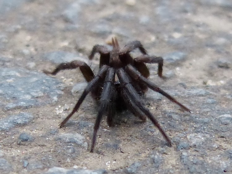 Arachnida sp. 3  Andasibe.JPG