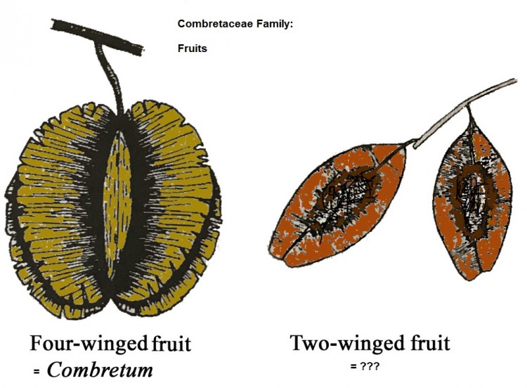 fruits.jpg