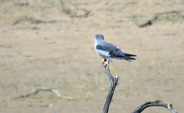 Black-Shouldered Kite.JPG