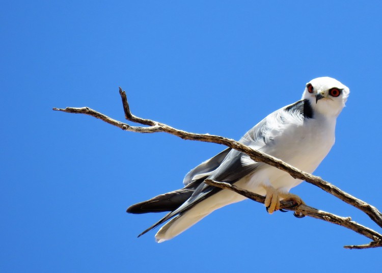 Black-Shouldered Kite.JPG