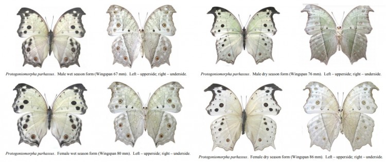 Protogoniomorpha parhassus.jpg