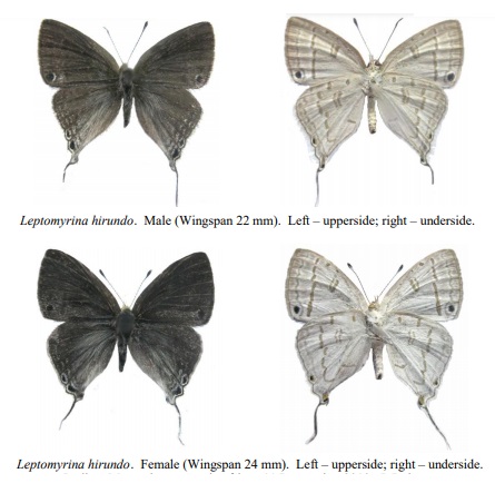 Leptomyrina hirundo.jpg