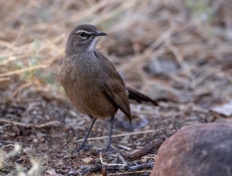 Karoo Scrub Robin.jpg