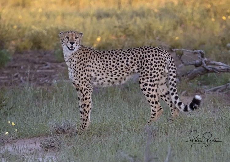 Cheetah Stare.jpg