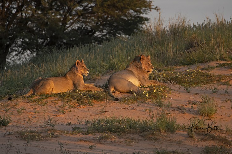 Dune Lion Pair.jpg
