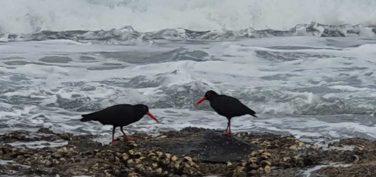 Oystercatchers 7.jpg