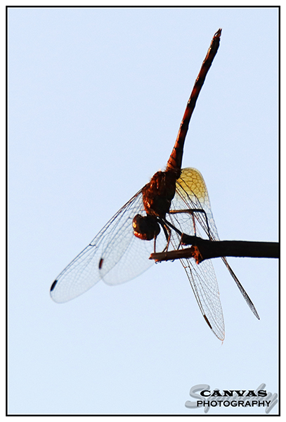 Red-veined Dropwing Trithemis arteriosa.jpg