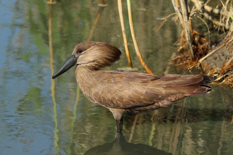 Hamerkop.JPG