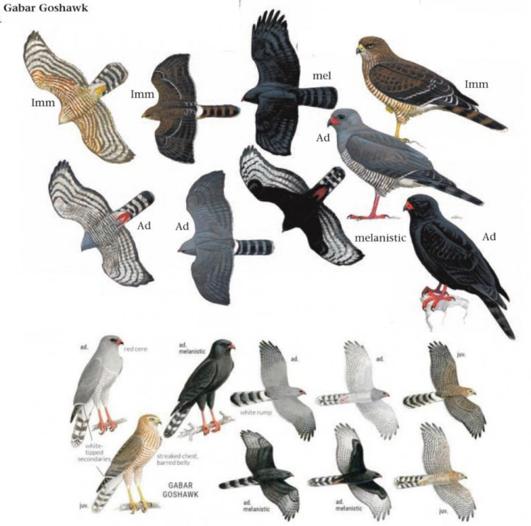 Gabar Goshawk.jpg