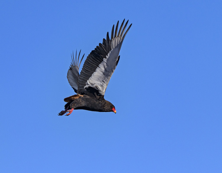 Bateleur Arrival.jpg