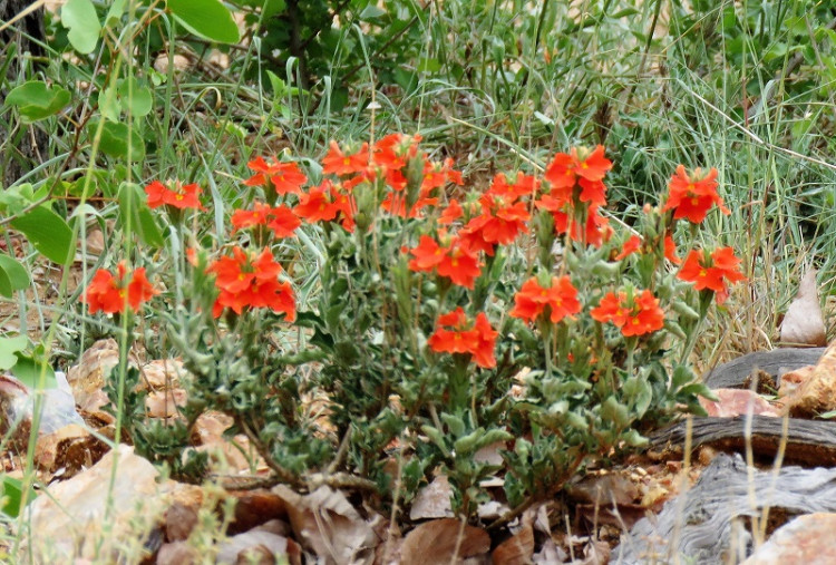 Crossandra mucronata.JPG