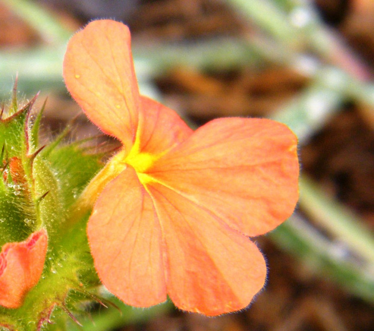 Crossandra greenstockii.jpg