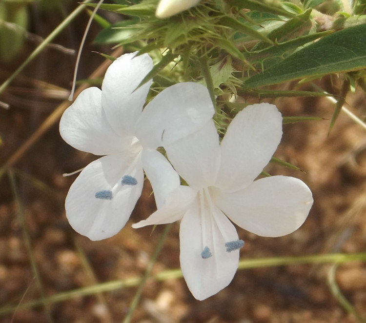 Barleria elegans.JPG