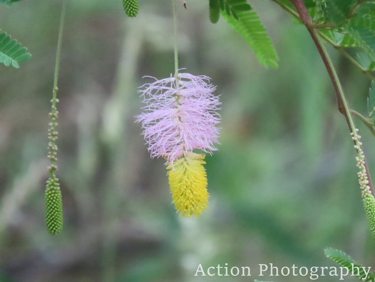 Sickle Bush.JPG