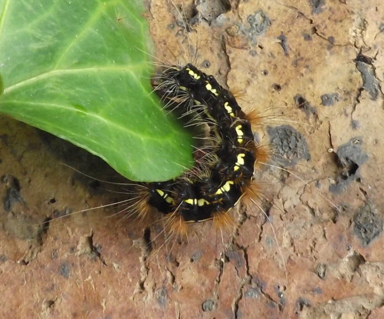 Leucaloa eugraphica Pretoria.jpg