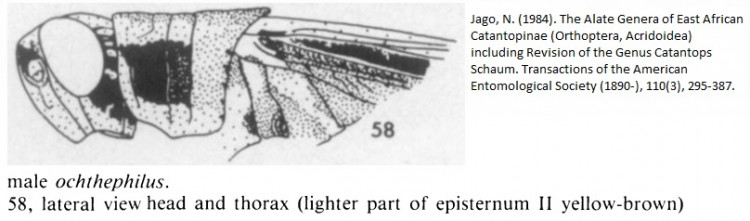 Cantatops ochthephilus Jago.jpg