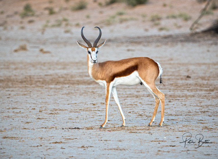 Kalahari Springbok.jpg