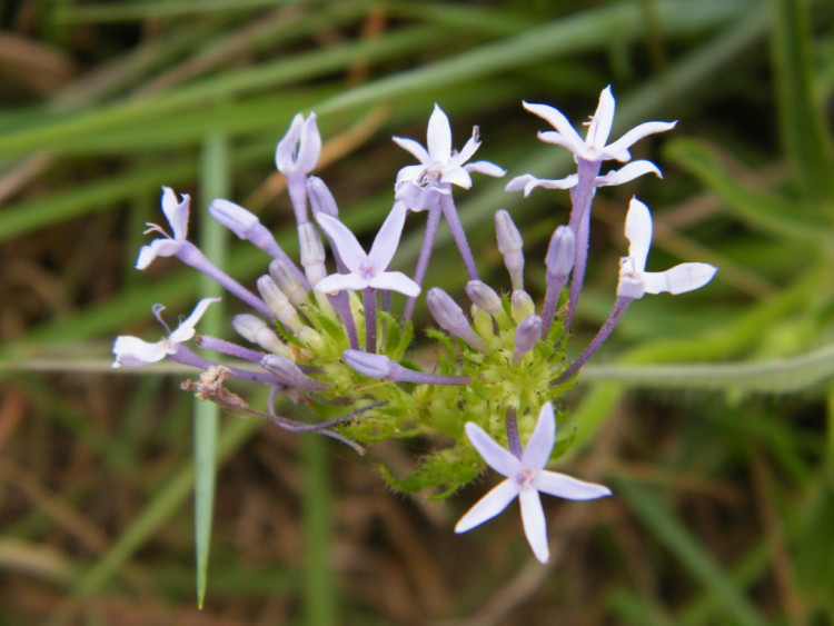 Wild Verbena Pentanisia prunelloides ssp. prunelloides.jpg