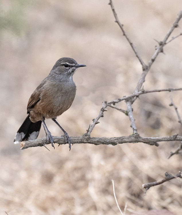 Karoo Robin.jpg