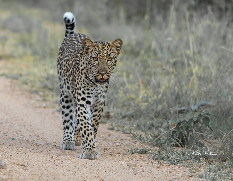 Young Female Leopard.jpg