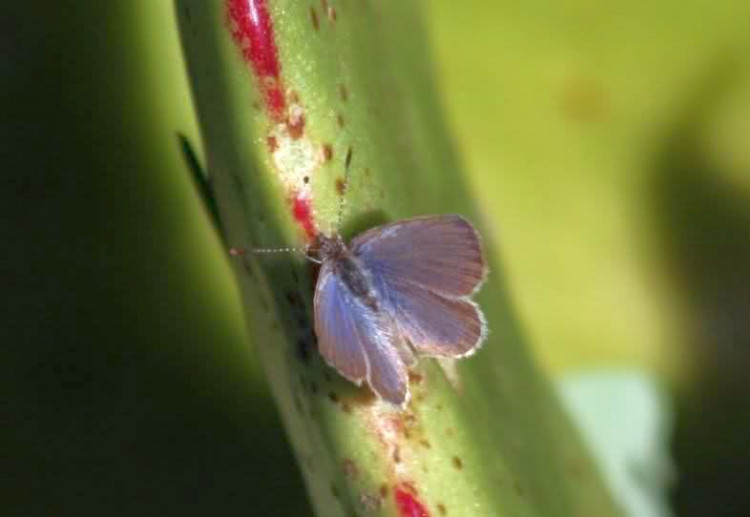 African Grass Blue Zizeeria knysna ssp. knysna.jpg