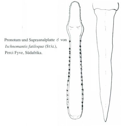 Ischonomantis fatiloqua Kaltenbach 1998.jpg