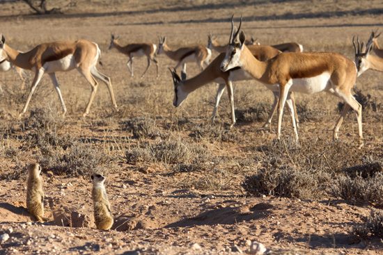 Springbok, suricate-EX.jpg