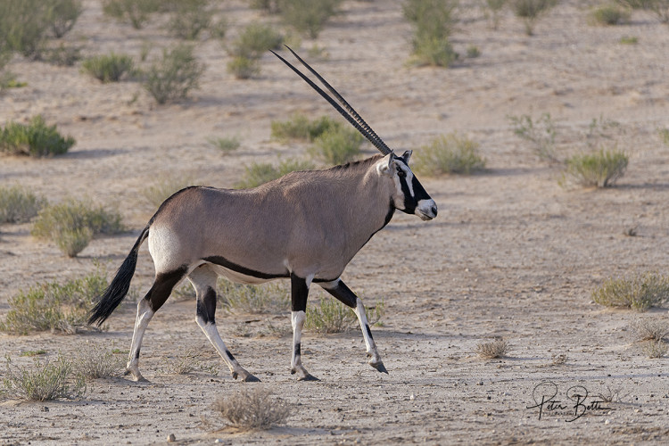 Gemsbok Ewe Study.jpg