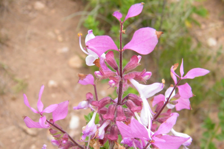 Mpumalanga Sagebush Nelspruit.jpg