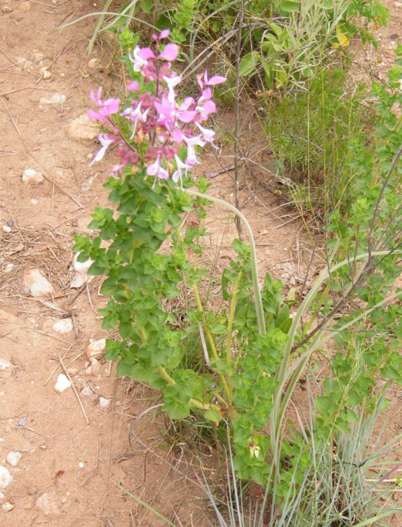 Mpumalanga Sagebush Syncolostemon transvaalensis.jpg