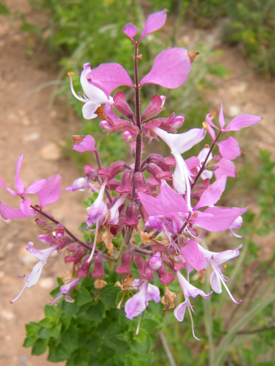 Mpumalanga Sagebush.jpg