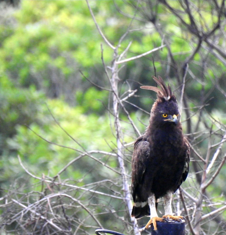 Long Crested Eagle 1.jpg