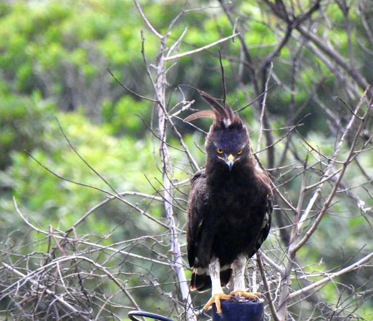 Long Crested Eagle 2.jpg