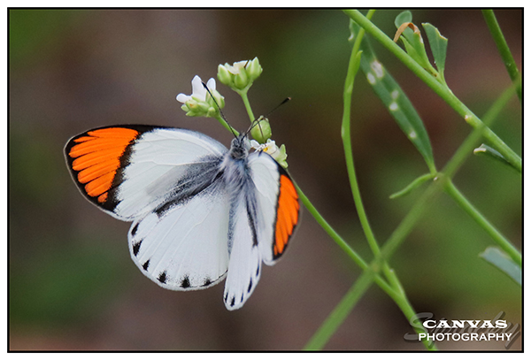 African Orange Tip.jpg