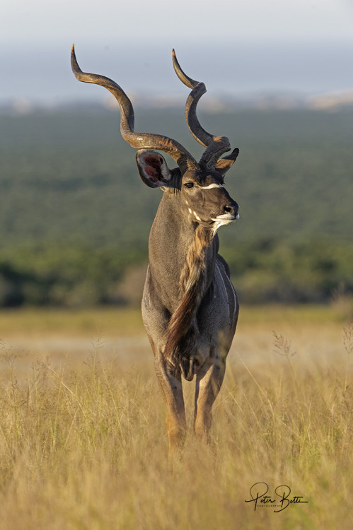 Mature Kudu Bull.jpg