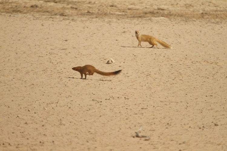 4. mongoose.jpg
