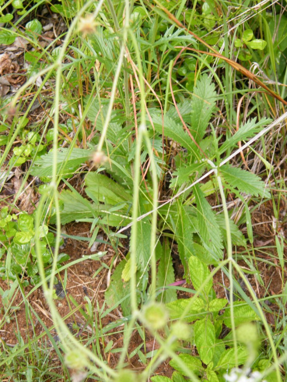 Scabiosa columbaria Nelspruit.jpg