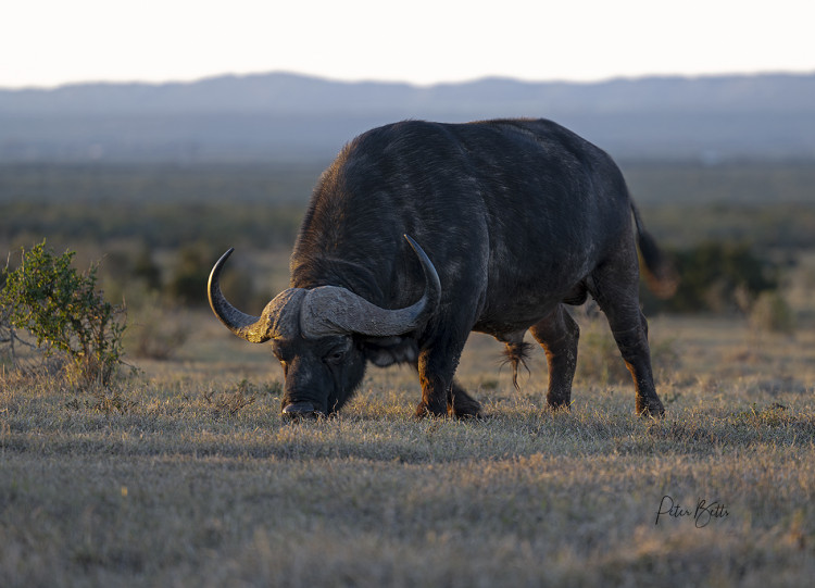 Addo Sunrise Pastureland.jpg