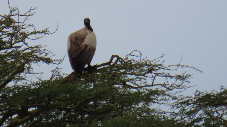 Serengeti 361.JPG