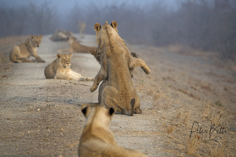 Grootvlei Dam wall to wall lions.jpg