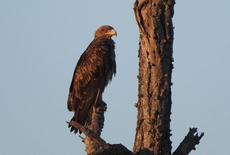 Eagle but which one?