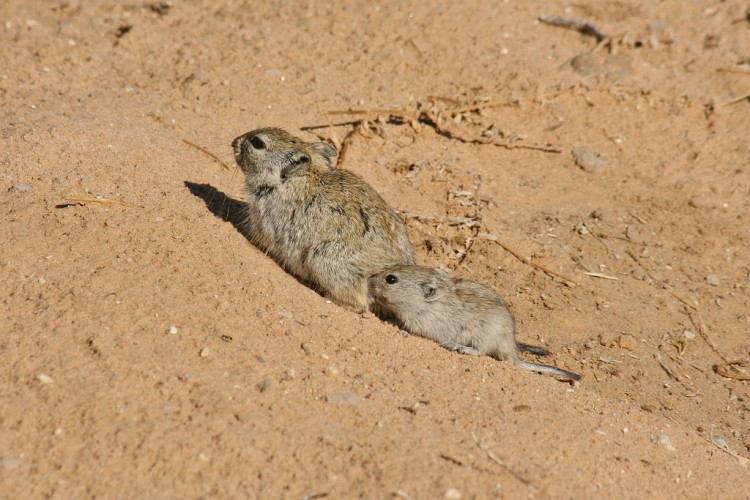 Brants's whistling Rat/Rat siffleur de Brandt