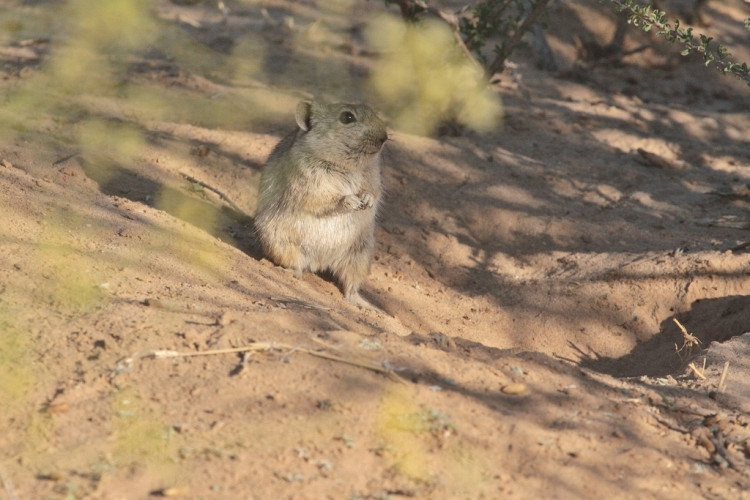 Brants's whistling Rat/Rat siffleur de Brandt