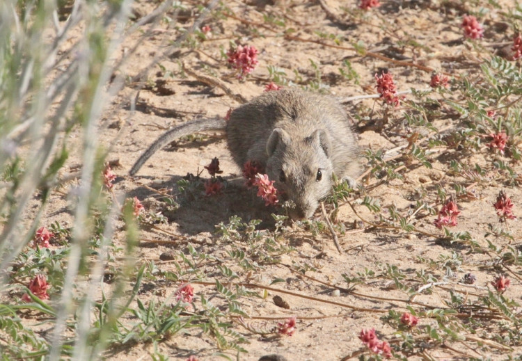 Brants's whistling Rat/Rat siffleur de Brandt