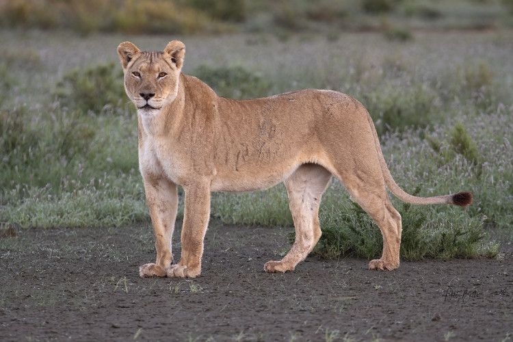 Pre Sunrise Matriarch.jpg