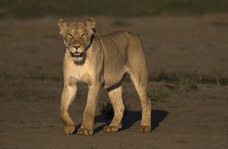 Sunrise in the Kalahari.jpg