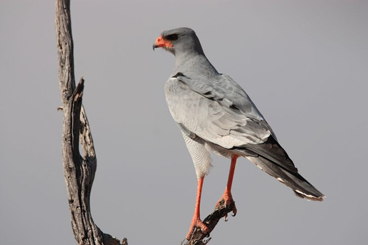 K2-32 Pale Chanting Goshawk.jpg