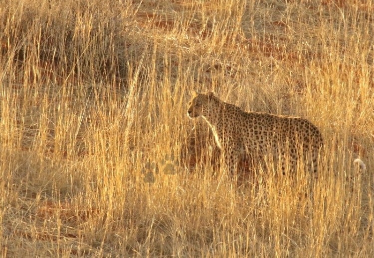 Auchterlonie female