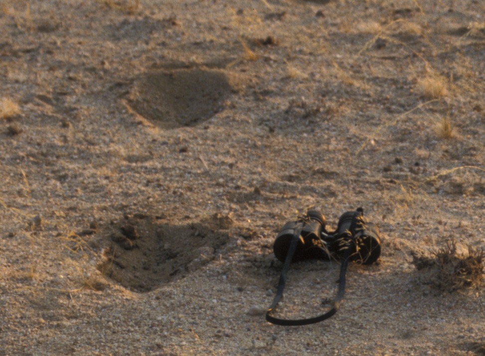 Rhino spoor from about 30 kms NW of Kuiseb canyon.