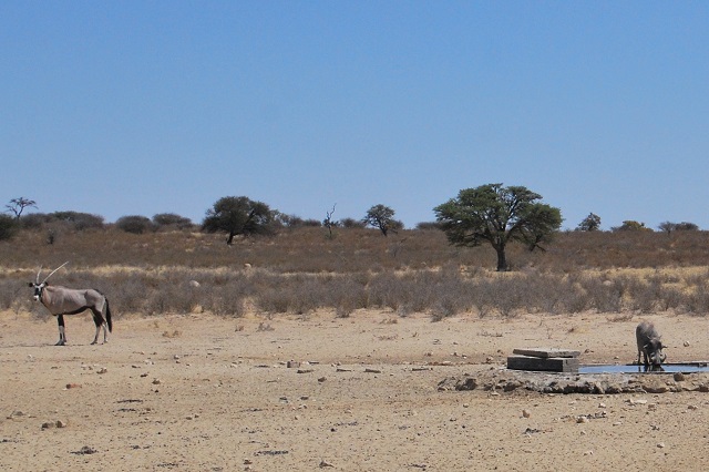 DSC_0105 Oryx and Warthog 55.JPG